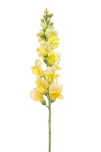 Antirrhinum Tak Zijde - 78cm Geel