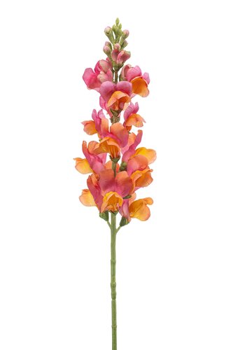 Antirrhinum Tak Zijde - 78cm Oranje