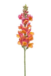 Antirrhinum Tak Zijde - 78cm Oranje