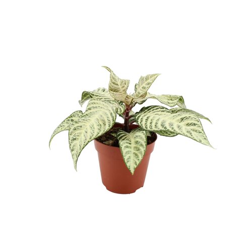 Aphelandra White Wash, in 15cm-pot
