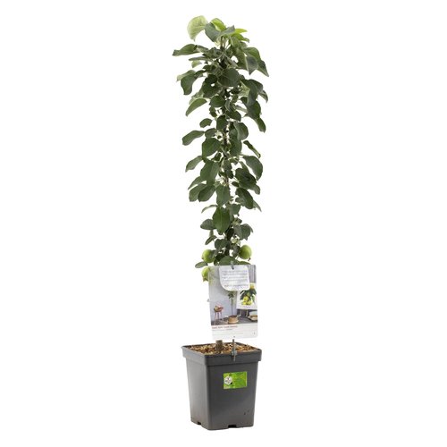 Appelboom (Malus dom. Bolero zuilvorm), in pot