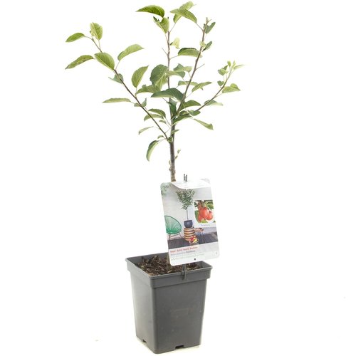 Appelboom (Malus dom. Braeburn Patio), in pot