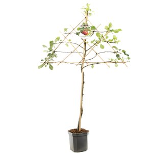 Appelboom (Malus dom. Cox's Orange P. leivorm), in pot