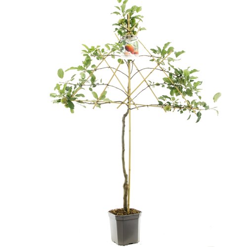 Appelboom (Malus dom. Elstar leivorm), in pot