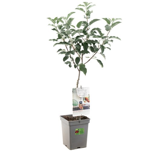 Appelboom (Malus dom. Elstar Patio), in pot