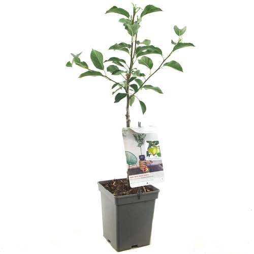 Appelboom (Malus dom. Golden Delicious Patio), in pot