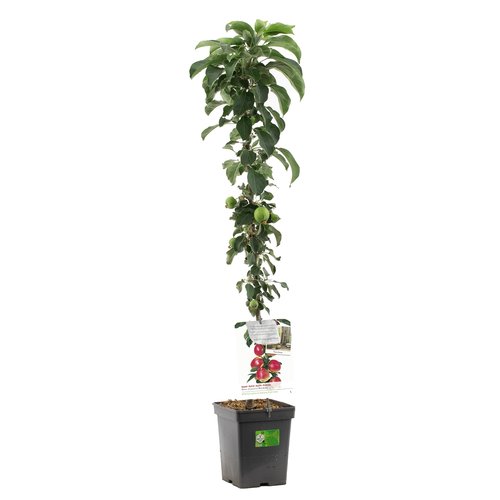 Appelboom (Malus dom. Kordona zuilvorm), in pot