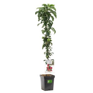 Appelboom (Malus dom. Kordona zuilvorm), in pot