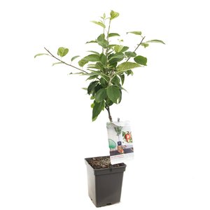 Appelboom (Malus dom. Summerred Patio), in pot