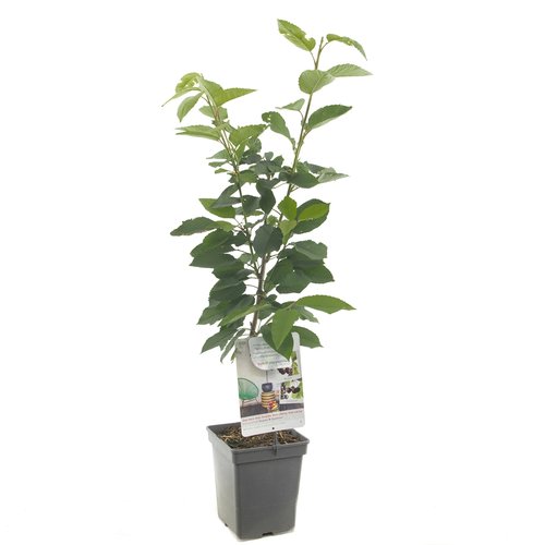 Appelboom (Prunus avium Duo-kers Patio), in pot