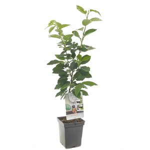 Appelboom (Prunus avium Duo-kers Patio), in pot