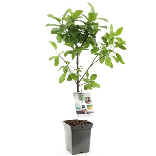 Appelboom (Prunus dom. Duo-pruim Patio), in pot
