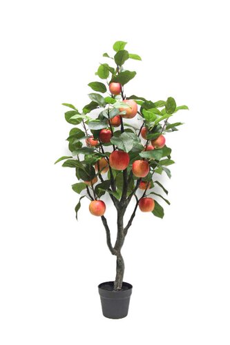 Appelboom 120cm