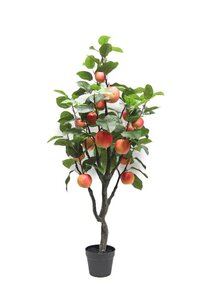 Appelboom 120cm