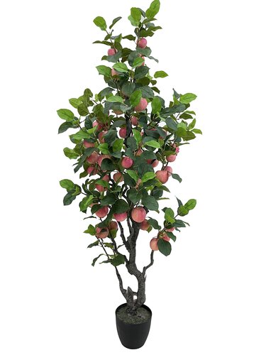 Appelboom 210cm
