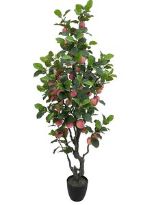 Appelboom 210cm
