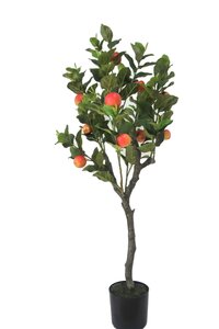 Appelboom 90cm