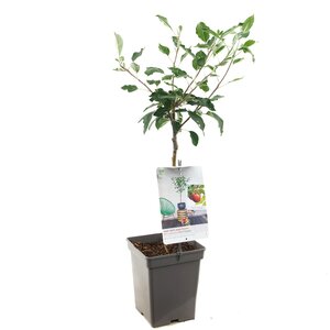 Appelboom Cox's Orange Pippin - in 24cm-pot