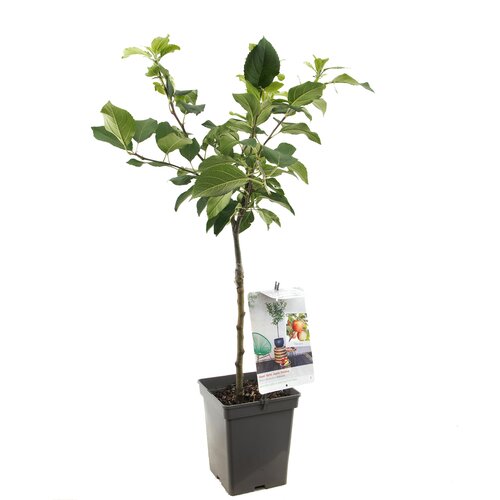 Appelboom Delcorf - in 24cm-pot