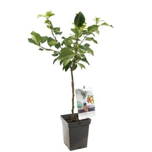 Appelboom Delcorf - in 24cm-pot