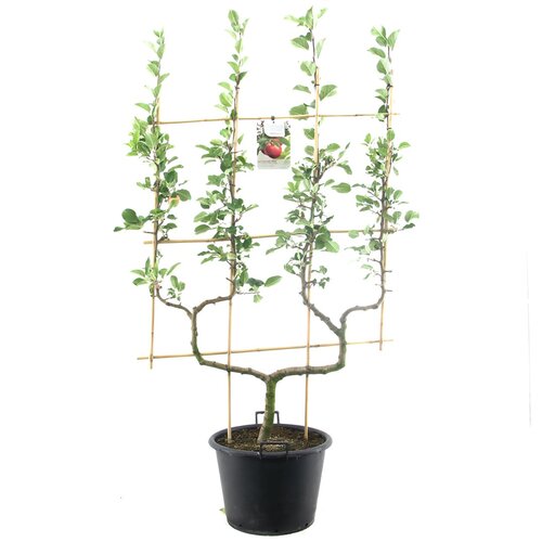 Appelboom (Malus dom. Cox's Orange P. dub. U), in pot