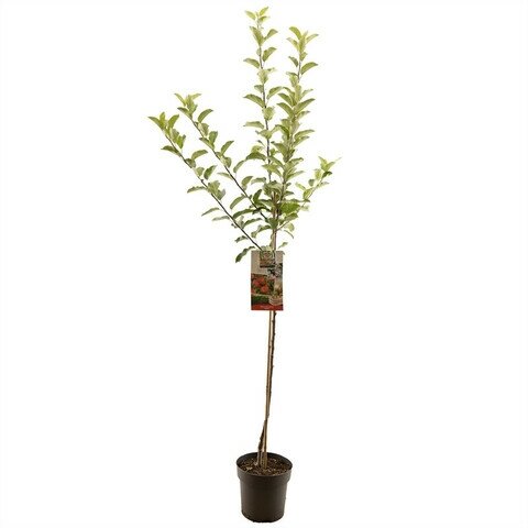 Appelboom (Malus dom. Elstar halfstam), in pot