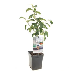 Appelboom Rode Boskoop - Malus domestica Rode Boskoop (patio)