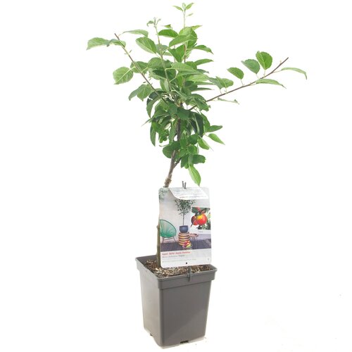 Appelboom Topaz - in 24cm-pot