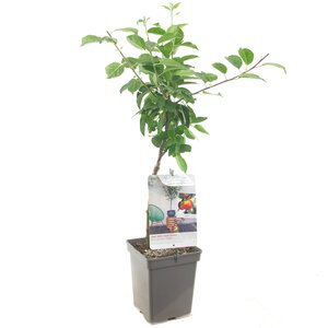 Appelboom Topaz - in 24cm-pot