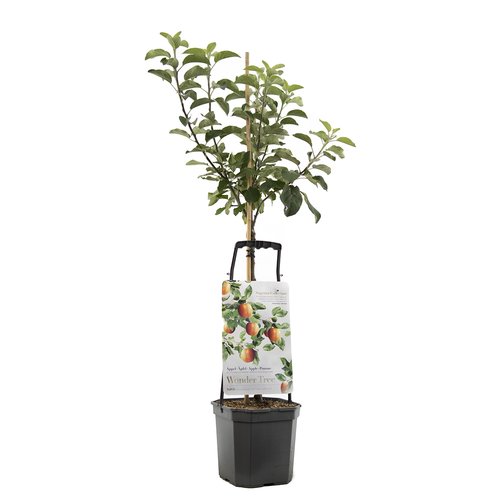 Appelboom Wonder Tree Santana