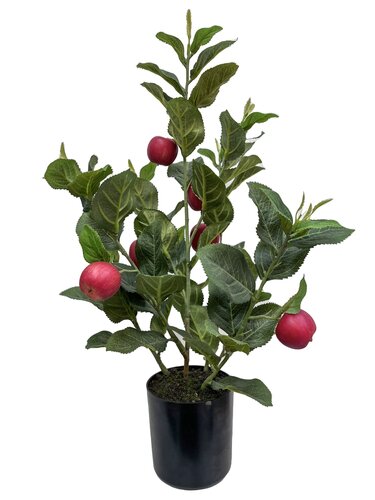 Appelplant 50cm