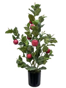 Appelplant 60cm