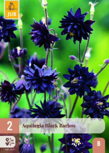 Aquilegia black barlow 2st