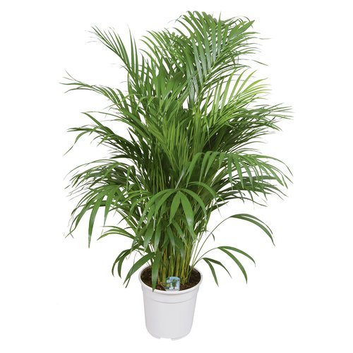 Areca Palm, in 24cm-pot 120cm hoog