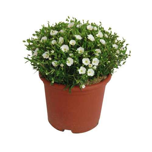 Arenaria, in 17cm-pot