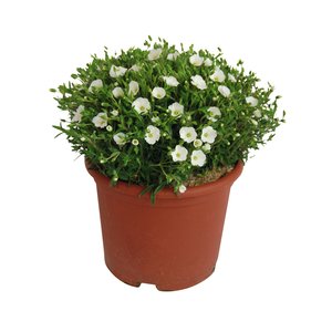 Arenaria, in 17cm-pot