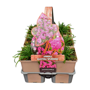 Armeria maritima Splendens in sixpack - afbeelding 1