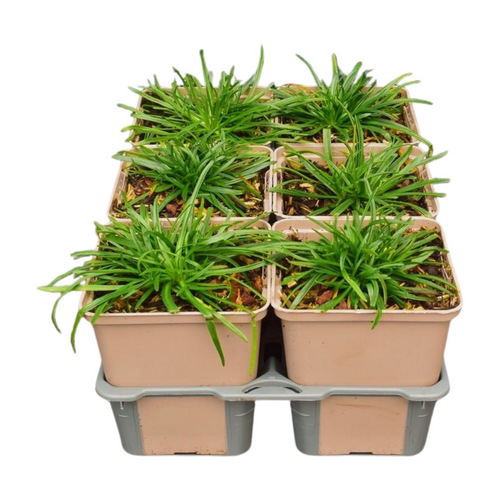 Armeria maritima Splendens in sixpack - afbeelding 2