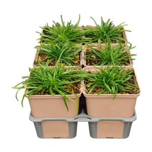 Armeria maritima Splendens in sixpack - afbeelding 2