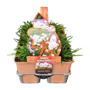 Armeria maritima White in sixpack - afbeelding 1