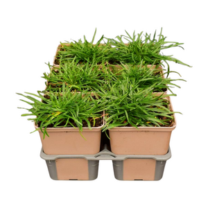 Armeria maritima White in sixpack - afbeelding 2