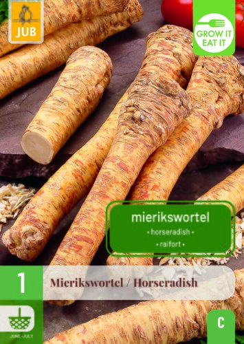 Armoracia rusticana / mierikswortel 1st