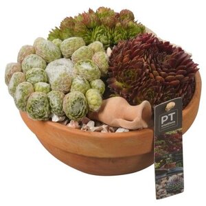 Arrangement Sempervivum, in 23cm-schaal