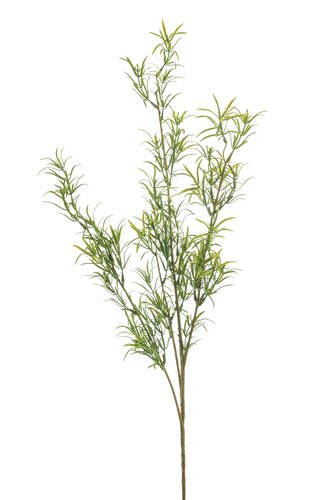 Asparagus Tak Zijde - 80cm Groen