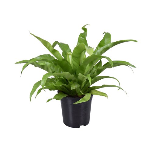 Asplenium Antiquum, in 17cm-pot