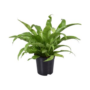 Asplenium Antiquum, in 17cm-pot