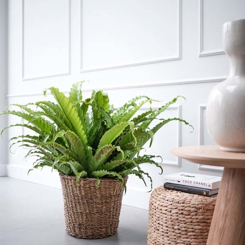 Asplenium Osaka, in 30cm-pot - afbeelding 2