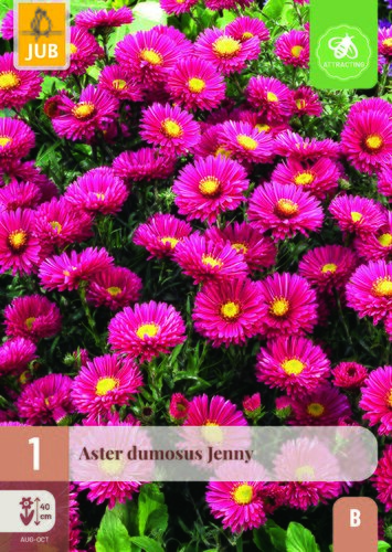 Aster dumosus jenny 1st