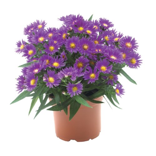 Aster, in 12cm-pot