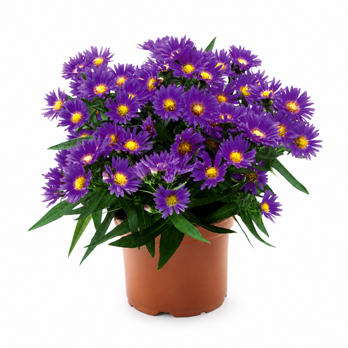 Aster, in 12cm-pot